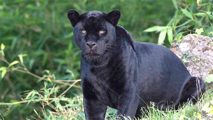 A black leopard classified as rare in Sri Lanka. We missed you