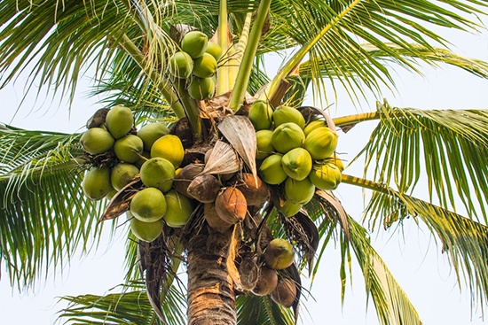 coconut tree of life