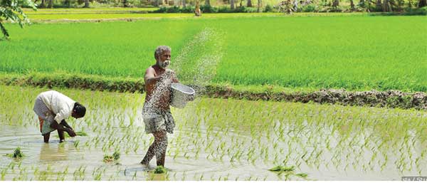 Agrochemical ban: Heading for national disaster? – The Island - The Island.lk