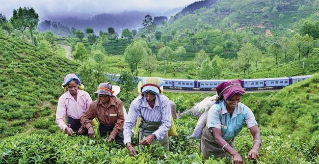 Tea crop levels increase, but prices lower than in 2020