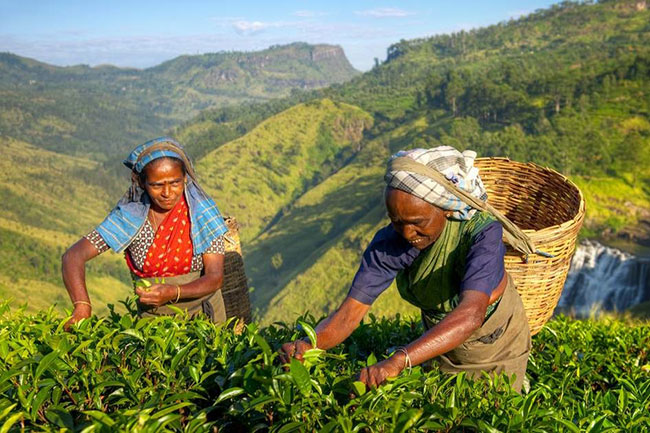 Tea prices soar in the backdrop of declining volumes – The Island