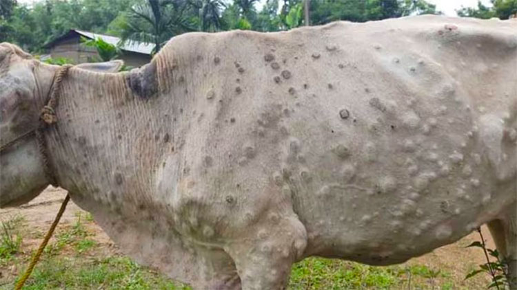 Cattle afflicted with viral disease – The Island