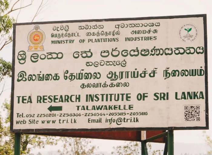 Contributions of Tea Research Institute of Sri Lanka and its future role