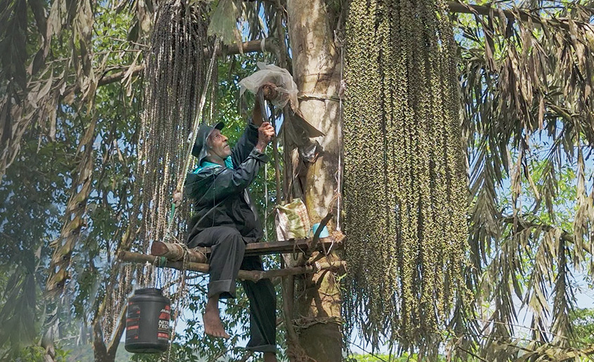 Lanka’s traditional Kithul tapping added to UNESCO’s Intangible Cultural Heritage list