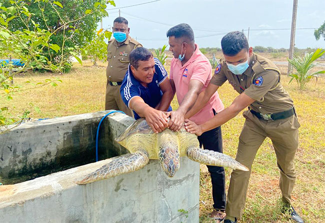 Fisherman caught with protected sea turtle – The Island