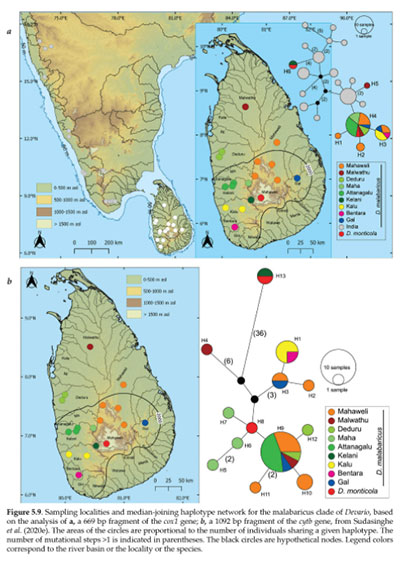 An incredible biogeographical journey – The Island