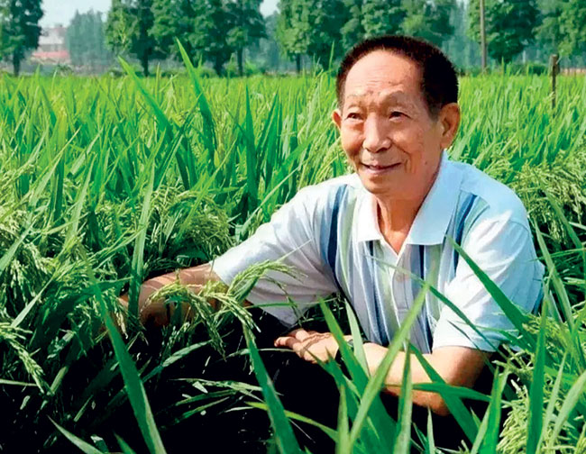 Prof. Yuan Longping, Hybrid Rice and Local Ignoramuses – The Island