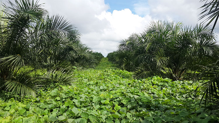 Palm oil growers await green light for sustainable production – The Island