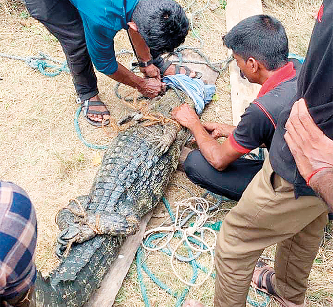 Crocs relocated before kovil festival – The Island