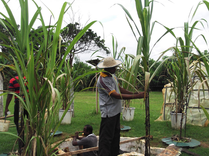 Sugarcane cultivation incurring massive environmental and human costs CEJ - By Ifham Nizam - eLanka