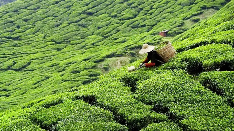 Tea production