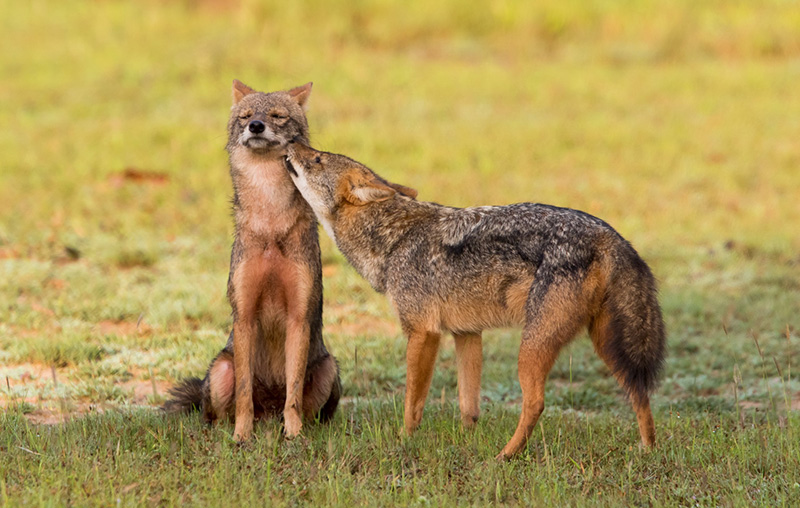 The Way of the Jackal: The Untold Story of Sri Lanka’s Wild Dog – The ...